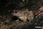 2015年2月25日 ナミエガエル 沖縄本島北部