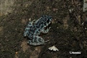 2017年11月18日 オキナワイシカワガエル 沖縄本島北部