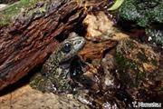 2010年1月24日 オキナワイシカワガエル 沖縄本島北部