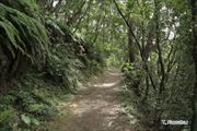 梅雨明けの山道