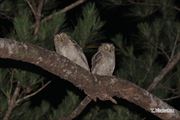 リュウキュウコノハズク亜成鳥