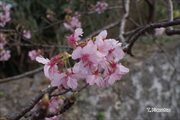 風樹館前の桜