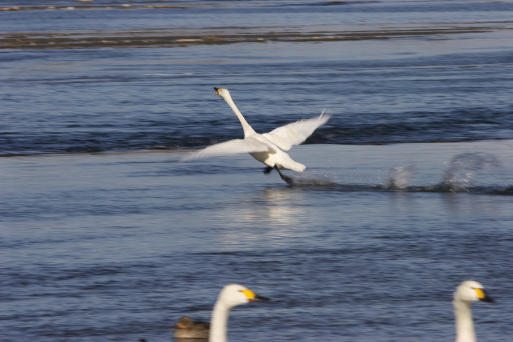 IMG13_5809se.jpg