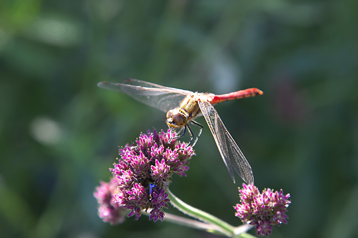 IMG13_0613.jpg