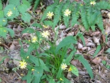 昇仙峡 野の花