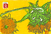 yokota