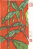 yokota