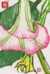 yokota