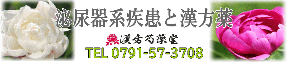 泌尿器系の病気と漢方薬【漢方芍薬堂】