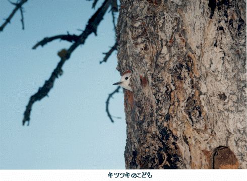 babywoodpecker.jpg (41550 oCg)