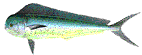 mahimahi.gif (5022 バイト)