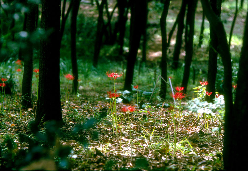 return to Hektor 125mm