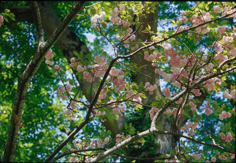 MacroSwitar 50mm ɖ߂(This can be used)