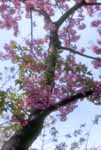 Hassel Planar 80mm 14(This can be used)