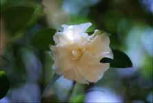 Apotelyt 180mm 08(This can be used)