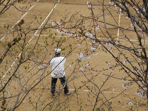 桜が満開のコート
