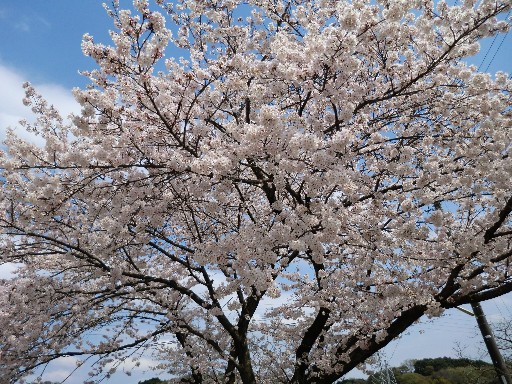 2011年4月　桜が開きました