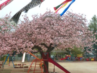 012年4月　八重桜が咲きました