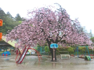 012年4月　八重桜が咲きました
