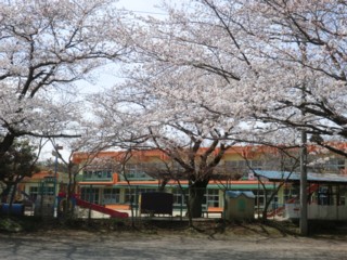 2013年3月26日　桜が満開の様子
