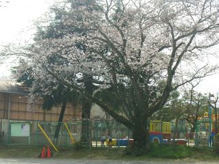 2016年4月1日　桜の様子