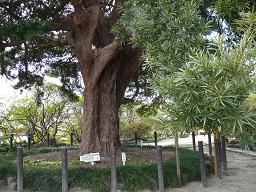 ����S�N���