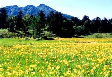 Nikkou-kisuge at Oze