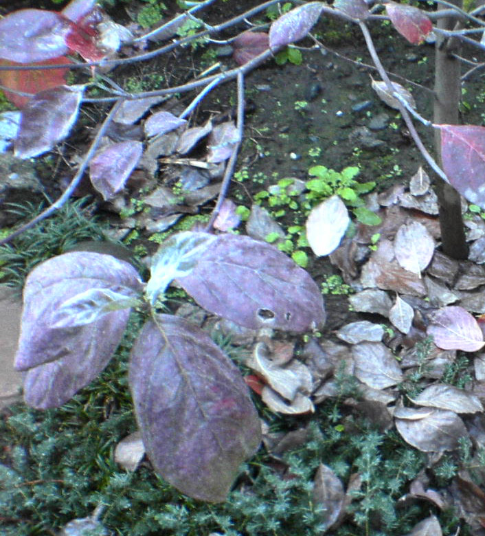 koyo of hanamizuki