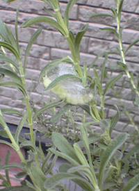 image of imomusi