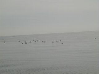 Pa110013.jpg