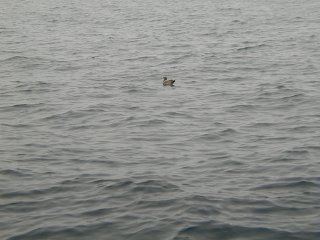 Pb030021.jpg
