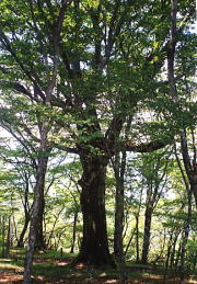 大きなブナの木