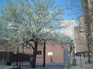 white blossoms at the BMCC entrance