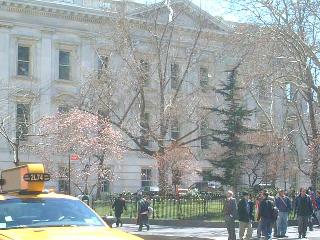 pink blossoms in the City Hall Park
