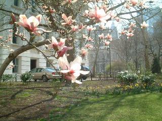 close-up of the pink blossoms