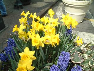 close-up of the flowerpot