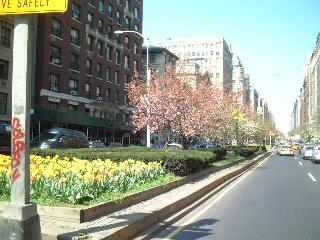 Park Ave and 82th St
