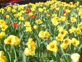 close-up of tulips
