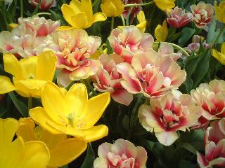 close-up of the flowerpot
