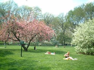 Central Park 1