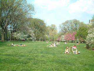 Central Park 4
