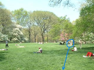 Central Park 5