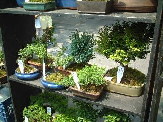 bonsai