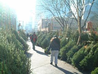 Tree Vendors 2
