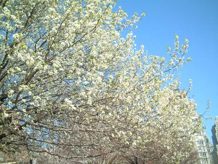 cherry blossom
