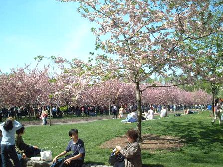 cherry blossom