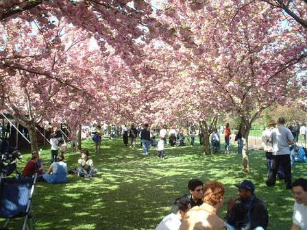 cherry blossom