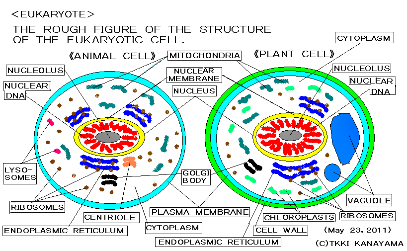 cell eukaryotic