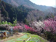 BBQ風景
