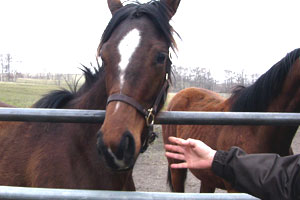紹介を受けるはるかちゃん